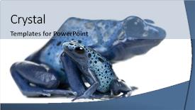  Presentation with poison - Presentation theme featuring female blue and black poison dart frog with young dendrobates azureus against white background background and a teal colored foreground