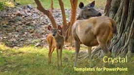  Presentation with nilgai antelope - Slides enhanced with female-blue-bull-or-nilgai background and a tawny brown colored foreground