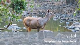  Presentation with nilgai antelope - Presentation theme enhanced with female-blue-bull-or-nilgai background and a gray colored foreground