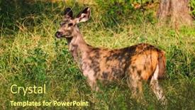  Presentation with nilgai antelope - Slides consisting of female-blue-bull-or-nilgai background and a tawny brown colored foreground