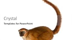  Presentation with lemur - Audience pleasing theme consisting of female-blue-eyed-black-lemur backdrop and a white colored foreground