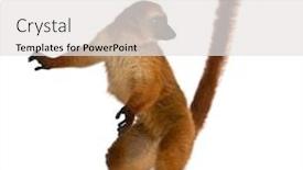  Presentation with black female - Amazing PPT layouts having female-blue-eyed-black-lemur backdrop and a white colored foreground