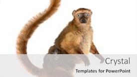  Presentation with black female - Audience pleasing PPT theme consisting of female-blue-eyed-black-lemurs backdrop and a light gray colored foreground
