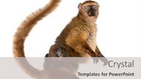  Presentation with black baby - PPT theme featuring female-blue-eyed-black-lemurs background and a light gray colored foreground