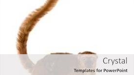  Presentation with black female - Slides enhanced with female-blue-eyed-black-lemurs background and a white colored foreground