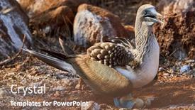  Presentation with ecuador - PPT layouts enhanced with female-blue-footed-booby-sula background and a violet colored foreground