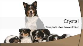  Presentation with border collie 4 years - Amazing PPT layouts having female border collie 3 years backdrop and a white colored foreground