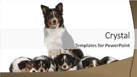  Presentation with border - Colorful slide deck enhanced with female border collie 3 years backdrop and a white colored foreground