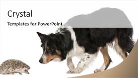  Presentation with border collie 4 years - Theme with female border collie 3 years background and a white colored foreground