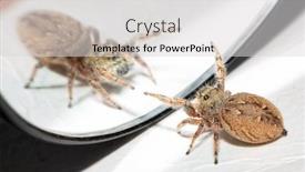  Presentation with mirror reflection - Presentation theme featuring female-brilliant-jumping-spider-waving background and a light gray colored foreground