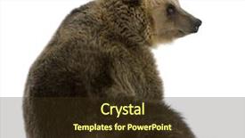  Presentation with brown bear - PPT layouts featuring female brown bear 8 years background and a tawny brown colored foreground