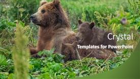  Presentation with brown bear - Cool new slides with female-brown-bear backdrop and a tawny brown colored foreground