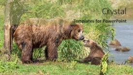  Presentation with brown bear - Audience pleasing presentation design consisting of female-brown-bear backdrop and a yellow colored foreground