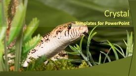  Presentation with hidden - Amazing PPT theme having female-bullsnake-hidden-in-moss backdrop and a tawny brown colored foreground