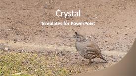  Presentation with quail - Theme featuring female california quail in search background and a coral colored foreground