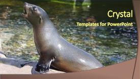 Presentation with rocky - PPT layouts consisting of female californian sealion zalophus californianus background and a tawny brown colored foreground