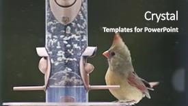  Presentation with cardinal - Slide deck consisting of female cardinal on a bird background and a dark gray colored foreground