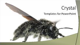  Presentation with pollen grains - Cool new PPT theme with slim blonde doing sit ups on exercise ball smiling at camera at home in the living room backdrop and a light blue colored foreground