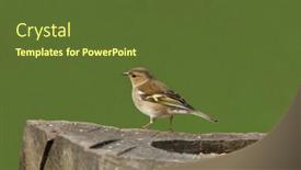  Presentation with oak - Slide set featuring female-chaffinch-standing background and a tawny brown colored foreground