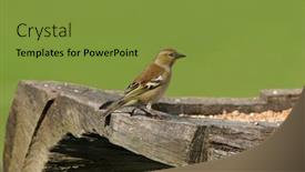  Presentation with oak - Theme enhanced with female-chaffinch-standing background and a tawny brown colored foreground