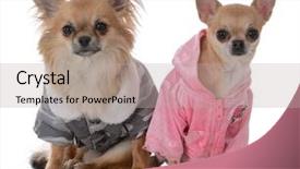  Presentation with female - Slide set with female chiuhuahua on white background background and a light gray colored foreground