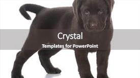  Presentation with chocolate hills bohol - Slide deck featuring female chocolate labrador retriever puppy background and a  colored foreground