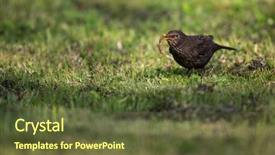  Presentation with worm - Colorful presentation design enhanced with female common blackbird turdus merula backdrop and a tawny brown colored foreground