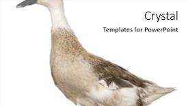  Presentation with duck - Audience pleasing presentation consisting of female crested duck 3 years old standing in front of white background backdrop and a white colored foreground