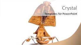  Presentation with female - PPT layouts having female-dead-leaf-mantis-deroplatys background and a white colored foreground