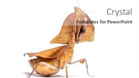  Presentation with female - Presentation featuring female-dead-leaf-mantis-deroplatys background and a white colored foreground