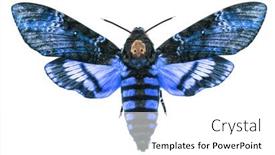  Presentation with hawk - Beautiful presentation theme featuring female-death-s-head-hawk backdrop and a white colored foreground