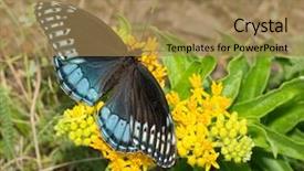  Presentation with female reproductive system - Presentation design featuring female diana fritillary speyeria diana background and a coral colored foreground