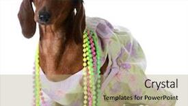  Presentation with dachshund - Slides having female dog - miniature dachshund wearing background and a coral colored foreground