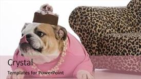  Presentation with english bulldog - Amazing slide set having female dog - english bulldog wearing backdrop and a coral colored foreground