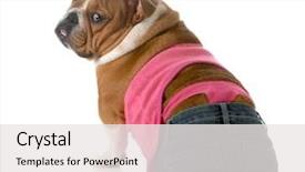  Presentation with pink and white roses - PPT layouts with female dog wearing pink thong background and a white colored foreground