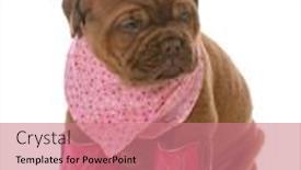  Presentation with cowgirl - Beautiful slides featuring red ribbon week - female dogue de bordeaux puppy backdrop and a coral colored foreground