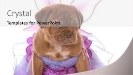  Presentation with fairy - Audience pleasing slide deck consisting of red ribbon week - female dogue de bordeaux puppy backdrop and a light gray colored foreground