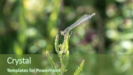  Presentation with dragonfly - Presentation design having female dragonfly on a green background and a tawny brown colored foreground