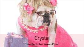  Presentation with spoken english - Cool new presentation theme with female english bulldog dressed up backdrop and a coral colored foreground