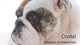  Presentation with english bulldog - PPT layouts featuring female english bulldog on white background and a  colored foreground