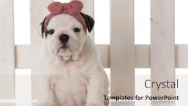  Presentation with english bulldog - Presentation theme consisting of female english bulldog puppy sitting in front of a white picket fence isolated on white background background and a soft green colored foreground