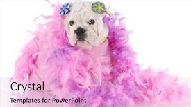  Presentation with puppy english cocker spaniel - PPT theme enhanced with female english bulldog puppy wrapped background and a lavender colored foreground