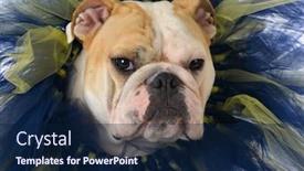  Presentation with english bulldog - Presentation design featuring female english bulldog with face framed in blue and yellow background and a navy blue colored foreground