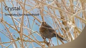  Presentation with modern eye glasses on yellow - Presentation design consisting of female eurasian blackbird common blackbird background and a  colored foreground