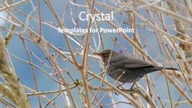  Presentation with female - Slide set consisting of female eurasian blackbird common blackbird background and a  colored foreground