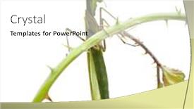  Presentation with stem - Slide deck having female european mantis or praying mantis mantis religiosa on stem in front of white background background and a white colored foreground