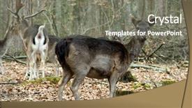  Presentation with germany food rustic - PPT theme featuring female fallow deer in germany background and a gray colored foreground