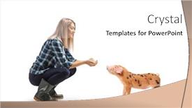  Presentation with chicken poultry farm white layer - Theme with female-farmer-feeding-a-piglet background and a  colored foreground