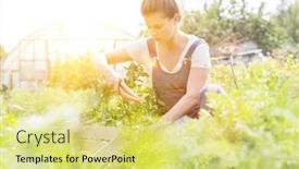  Presentation with flare - Theme having female-farmer-harvesting-organic-carrots background and a yellow colored foreground