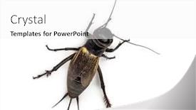  Presentation with cricket - Presentation design having female-field-cricket-isolated background and a white colored foreground